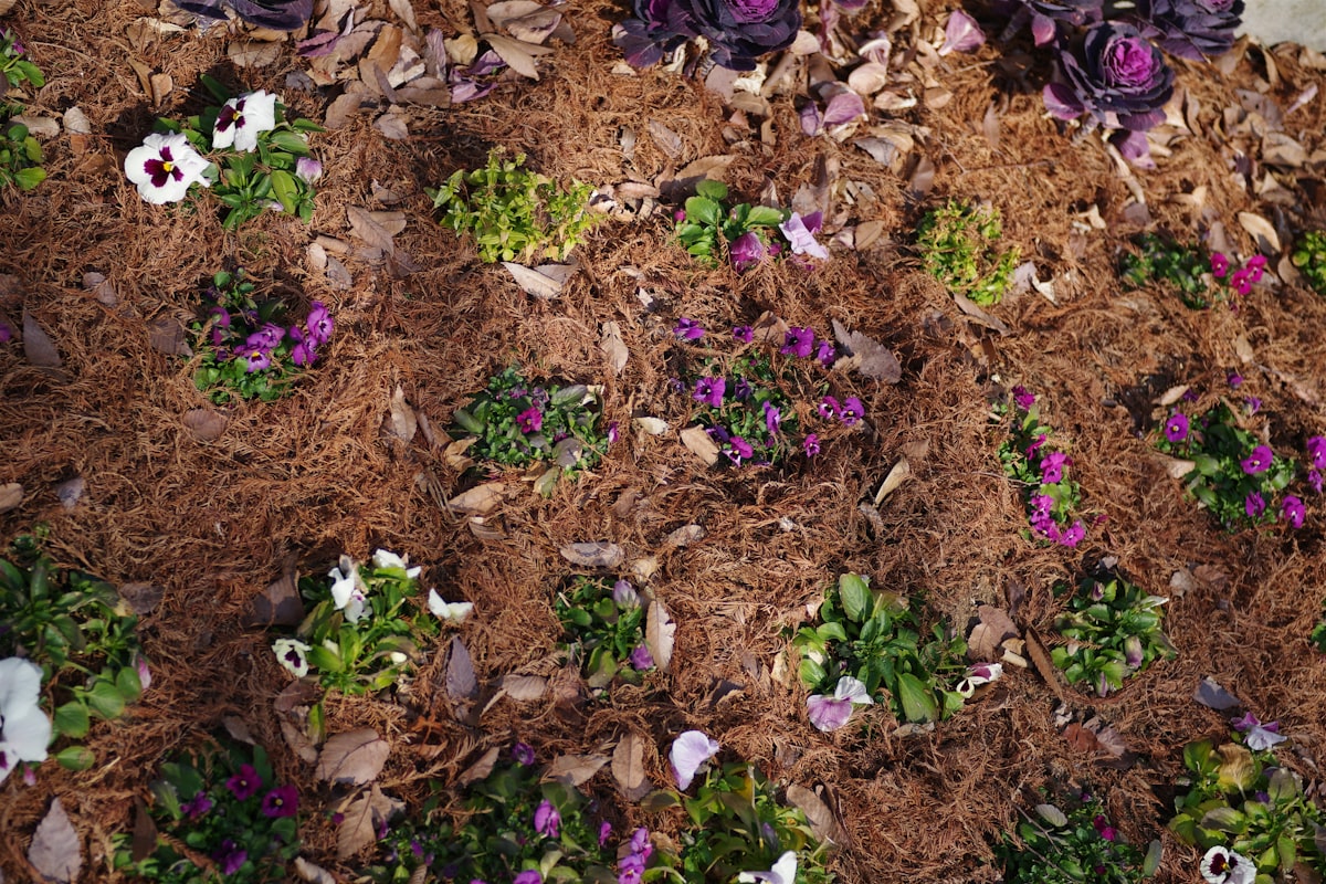 A freshly mulched planting bed with flowering perennials