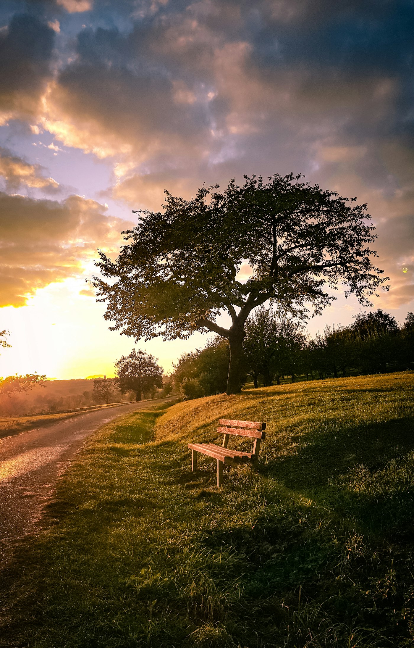 A mature shade tree on open grounds at golden hour