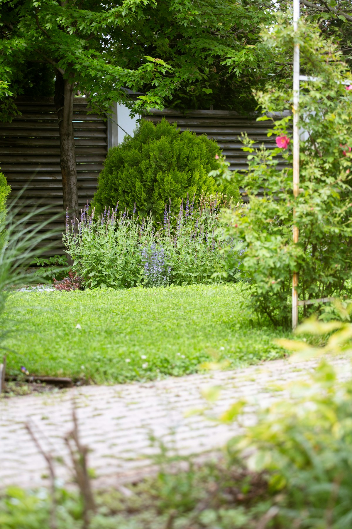 A garden path bordered by lawn and full plantings